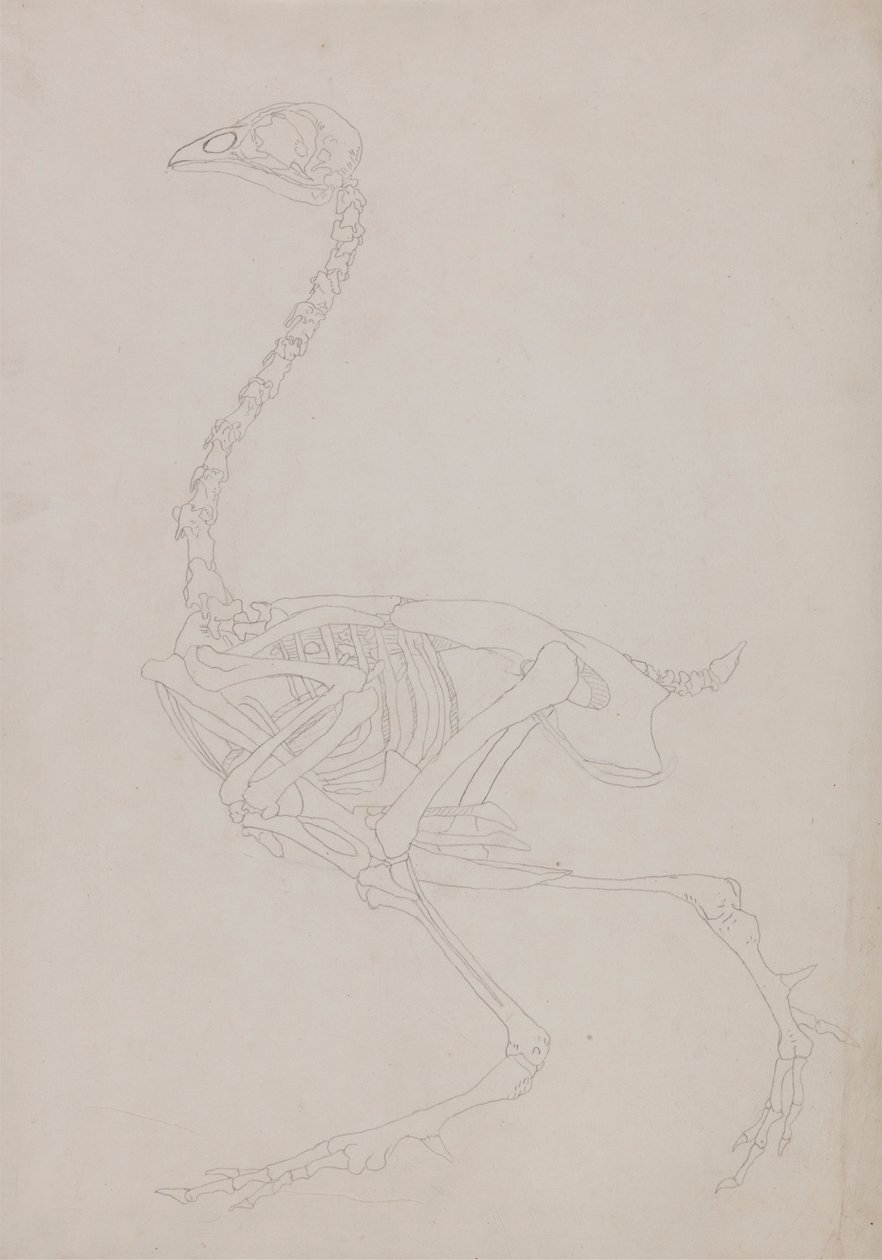 Fowl skelet, set fra siden af George Stubbs