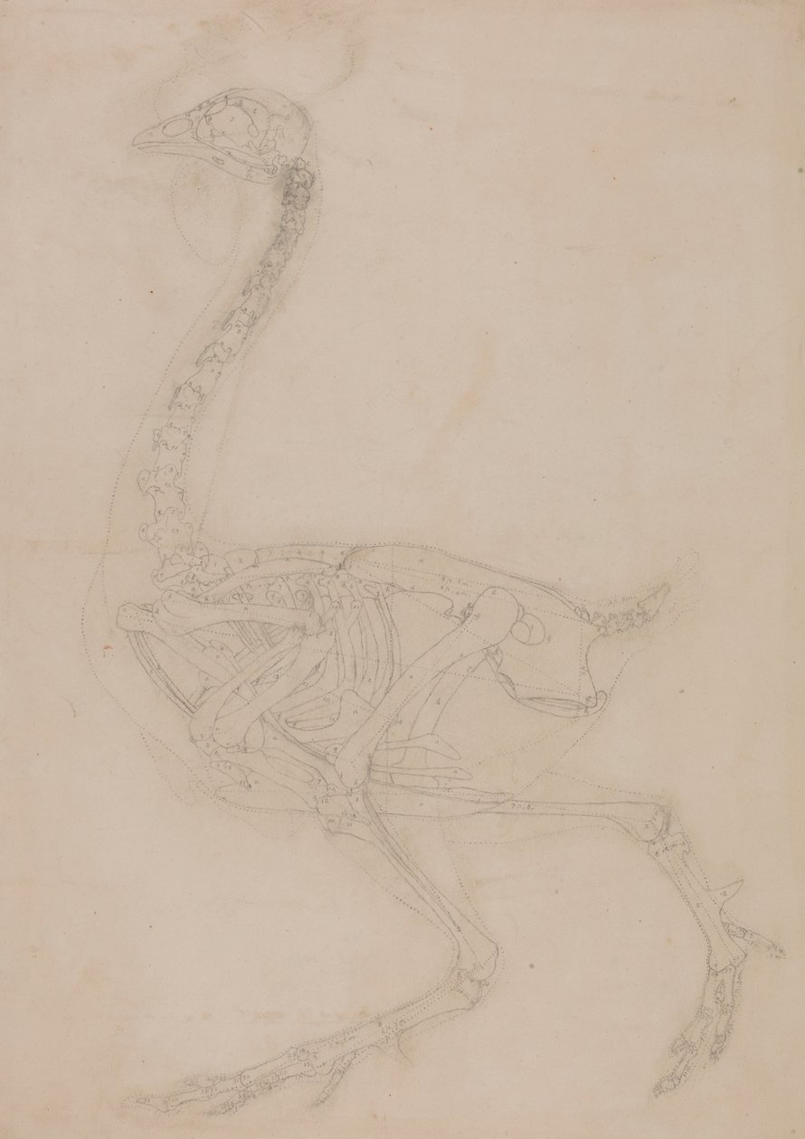 Fowl skelet, set fra siden af George Stubbs