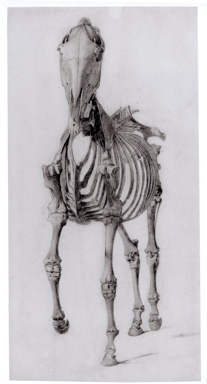 Set forfra af skelettet af en hest, studie nr. 10 fra The Anatomy of the Horse, 1766 af George Stubbs