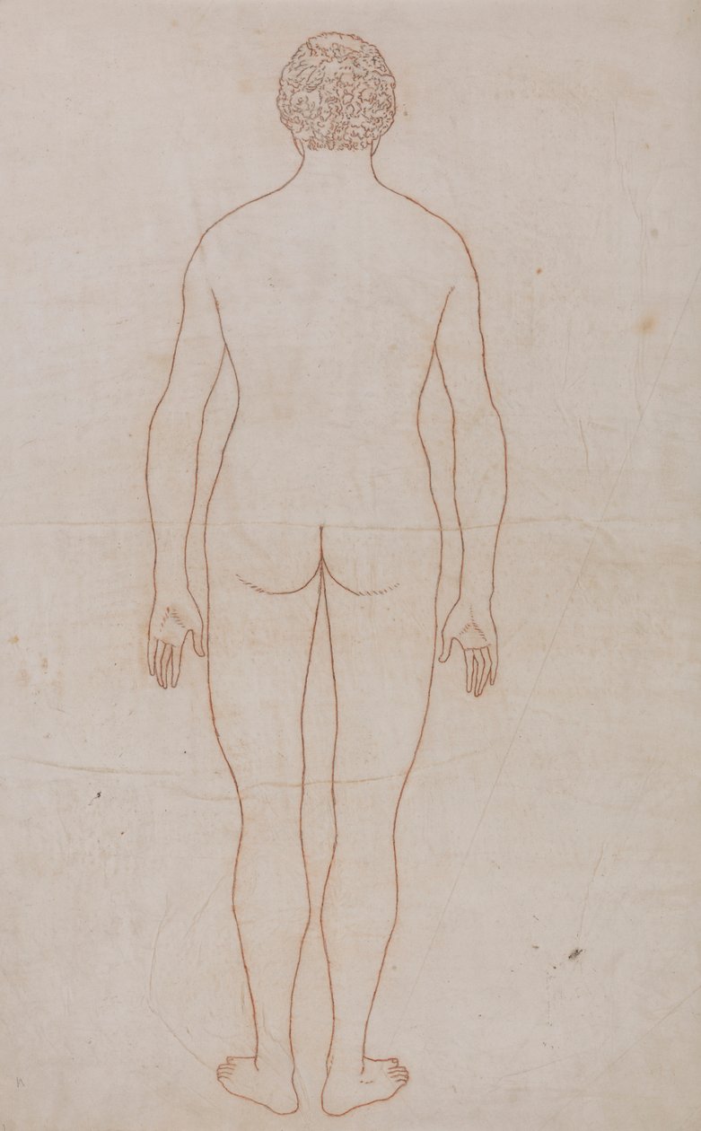 Menneskekrop, bagfra (konturtegning til tabel VII) af George Stubbs