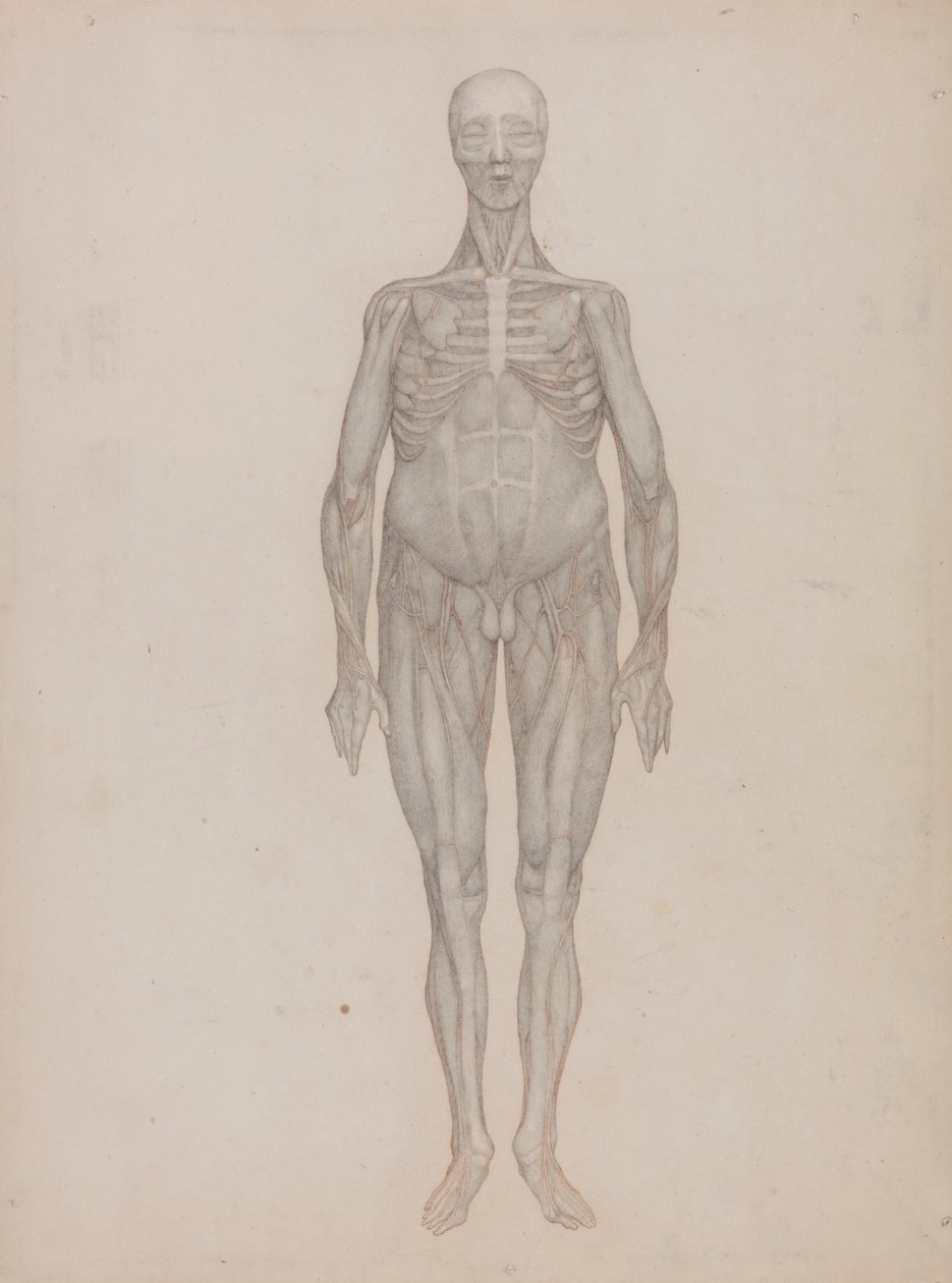 Menneskelig figur, forfra (beregnet til en plade, der aldrig blev offentliggjort) af George Stubbs