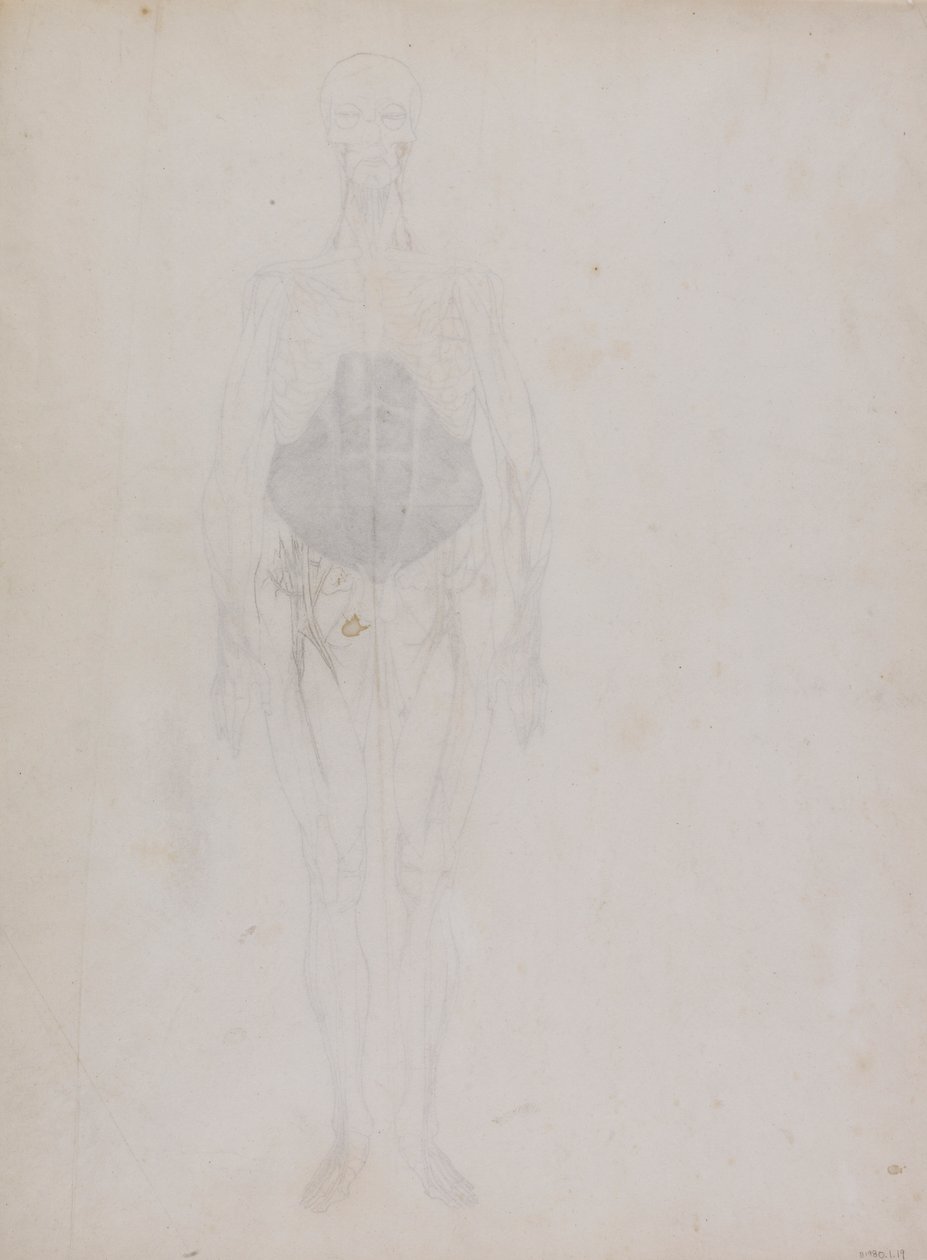 Menneskelig figur, set forfra (stort set i omrids) af George Stubbs