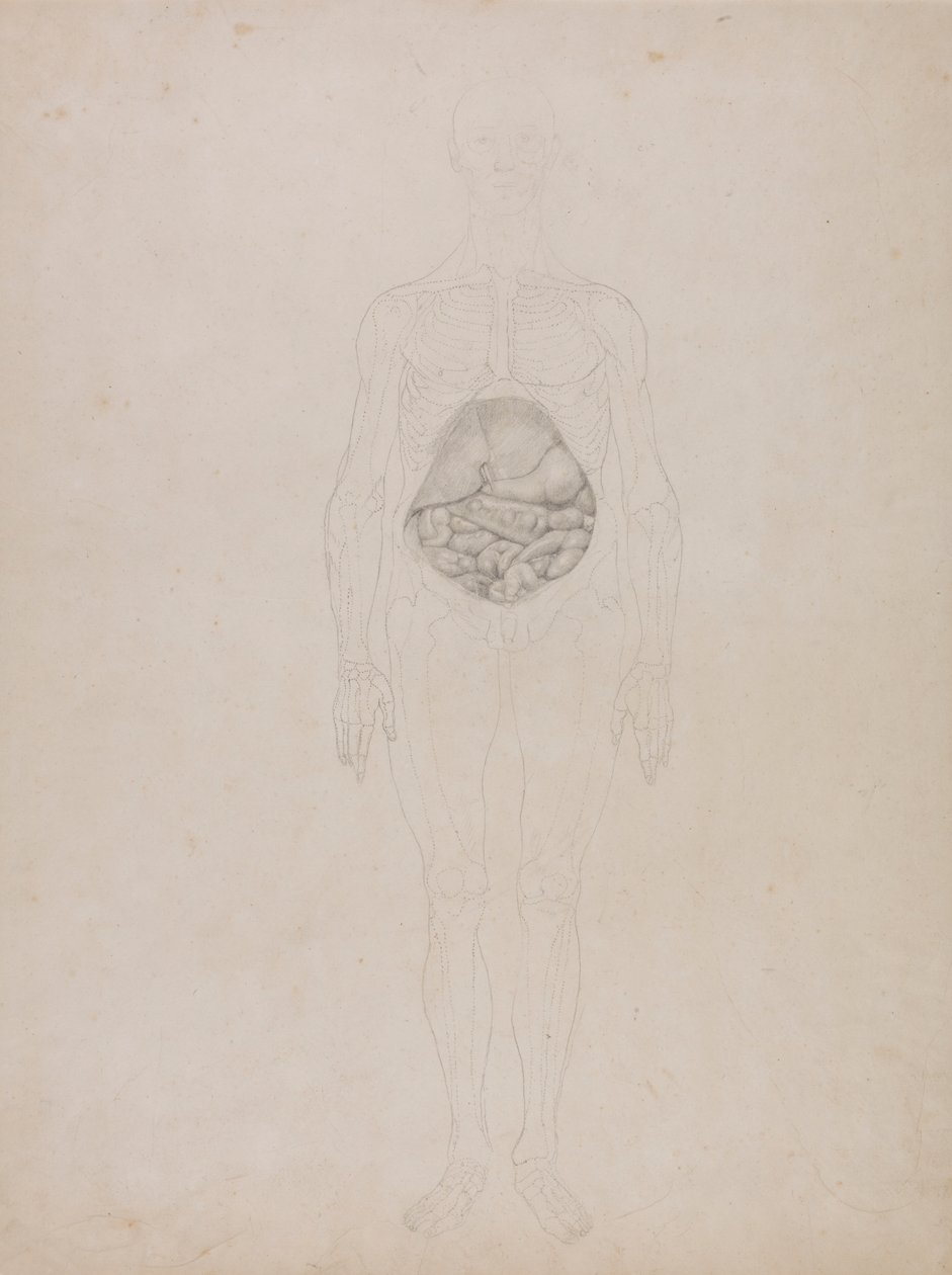 Menneskefigur, forfra (konturtegning) af George Stubbs