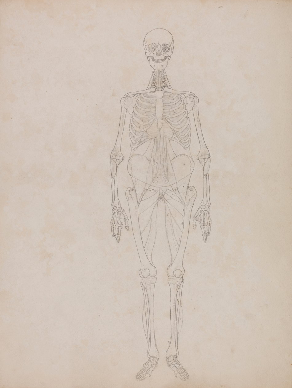 Menneskelig figur, forfra (konturfigur) af George Stubbs