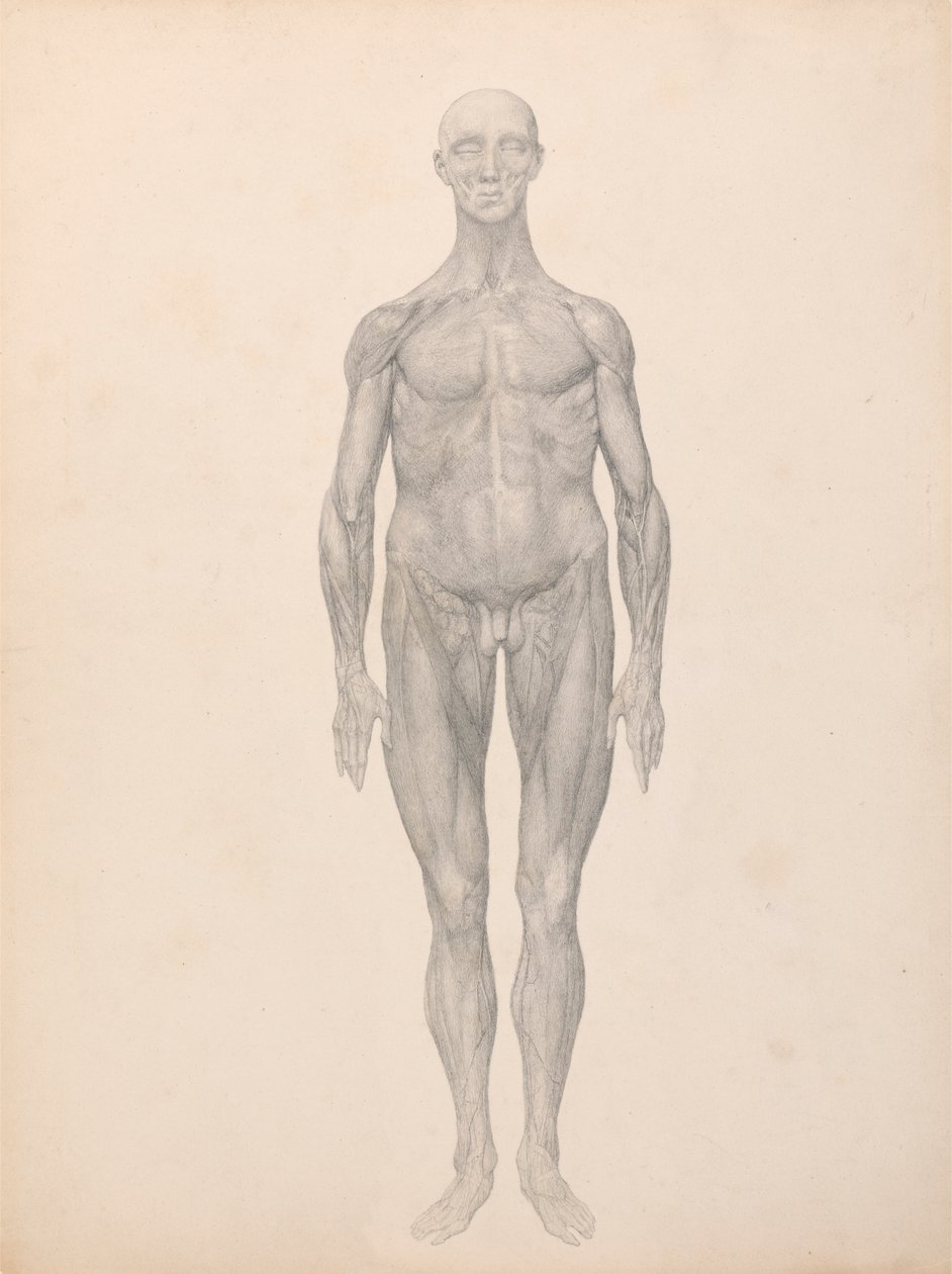Menneskelig figur, forfra, hud og underliggende fasciallag fjernet (færdig undersøgelse for tabel XI) af George Stubbs