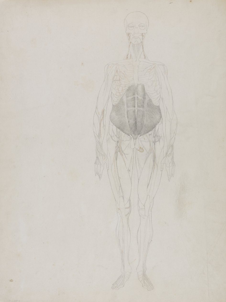 Menneskefigur, Anterior View, fra 