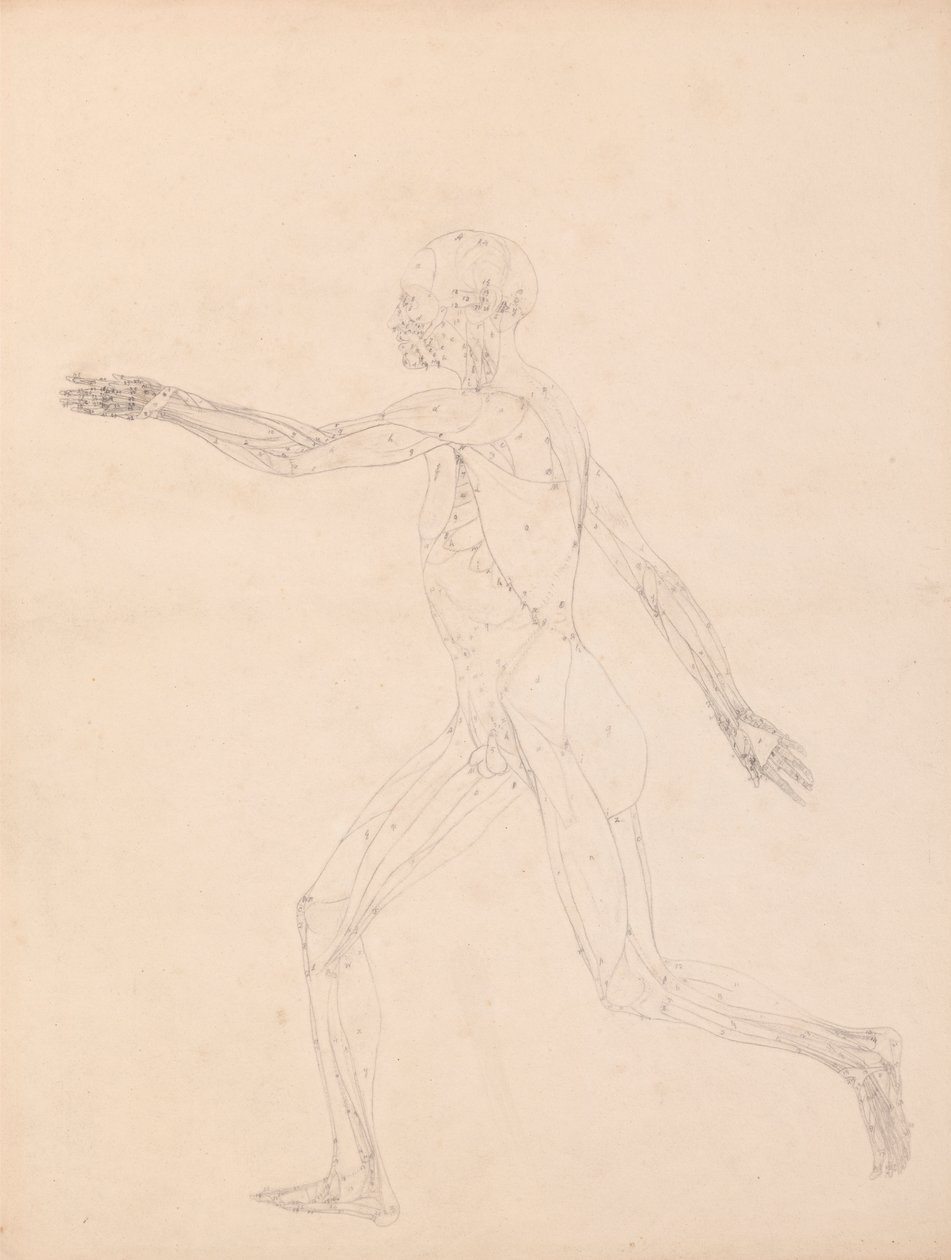 Menneskelig figur, sidebillede (for nøglefiguren til tabel XIII) af George Stubbs
