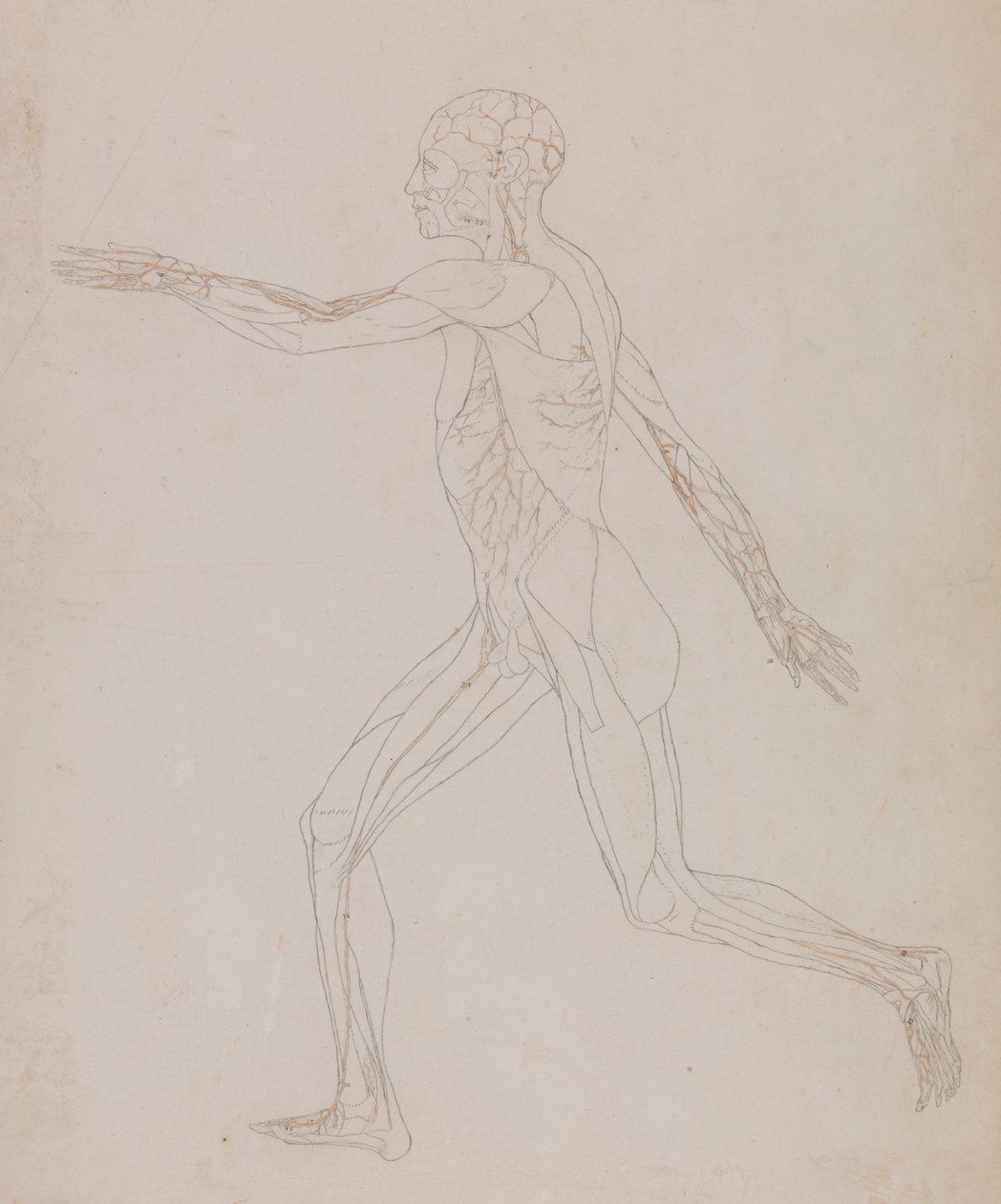 Menneskelig figur, sideværts (relateret til tabel XIII, detaljeret undersøgelse af blodkarrene, der forsyner musklerne) af George Stubbs