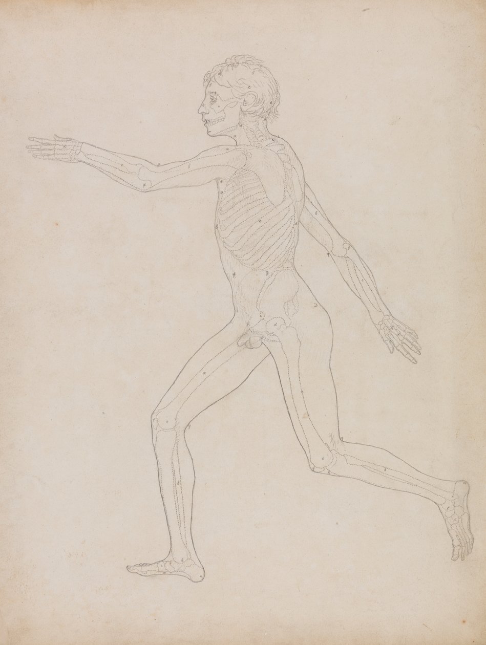 Menneskeskikkelse, sidebillede af George Stubbs