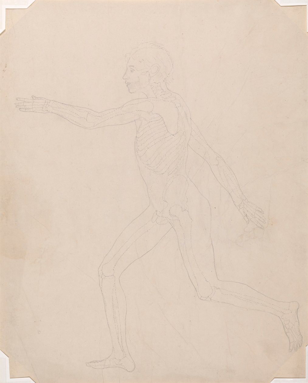Menneskeskikkelse, sidebillede af George Stubbs