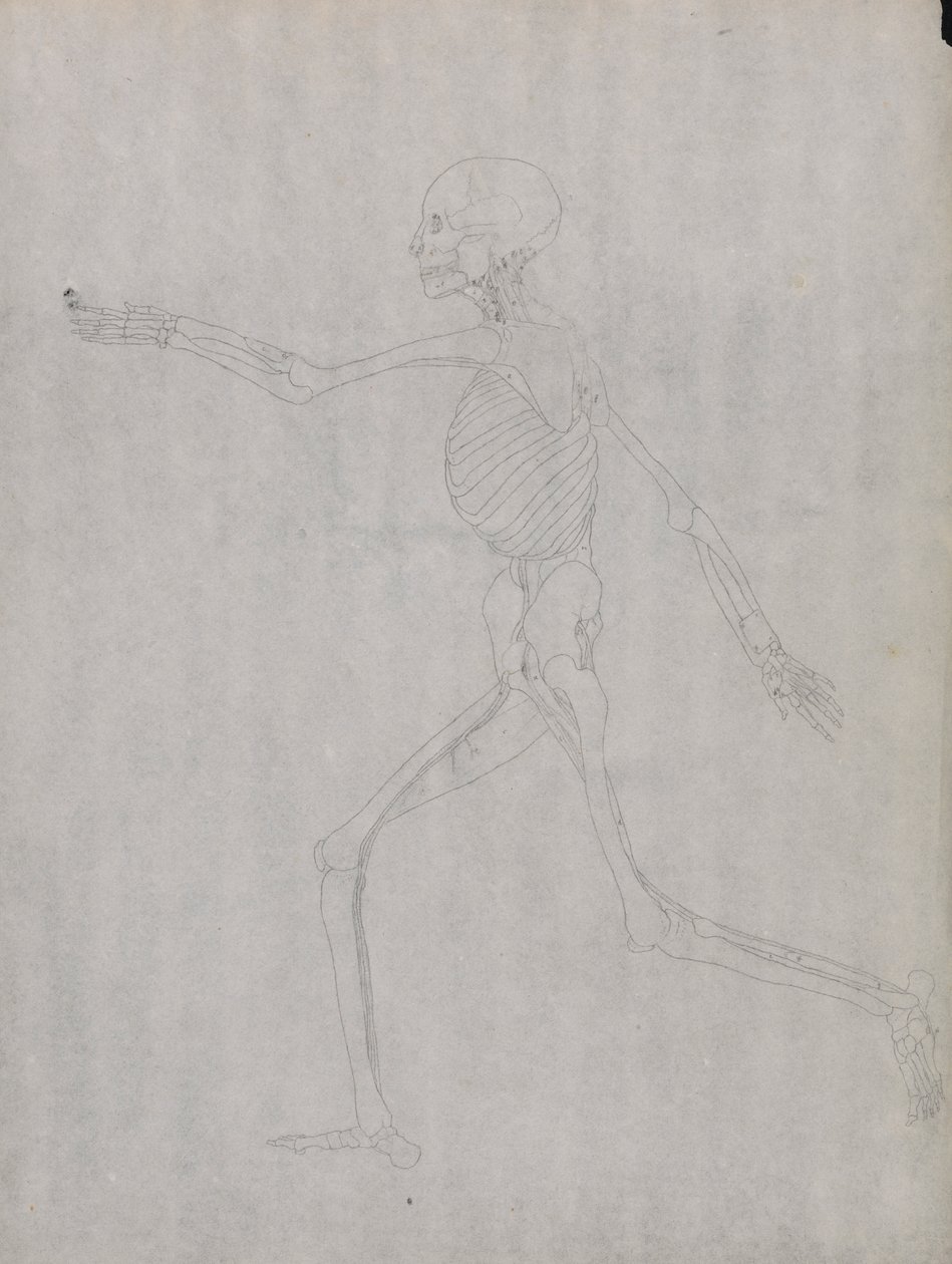 Menneskeskikkelse, sidebillede af George Stubbs
