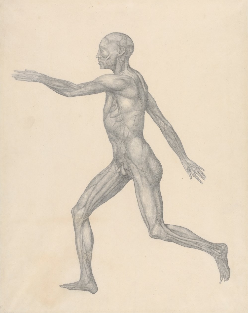 Menneskelig figur, sideværts, efter fjernelse af huden og de underliggende fasciallag (færdig undersøgelse for tabel XIII) af George Stubbs