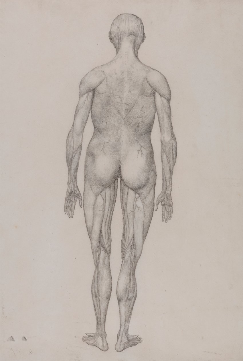 Menneskelig figur, bagfra (næsten identisk med færdig tegning til tabel XII) af George Stubbs