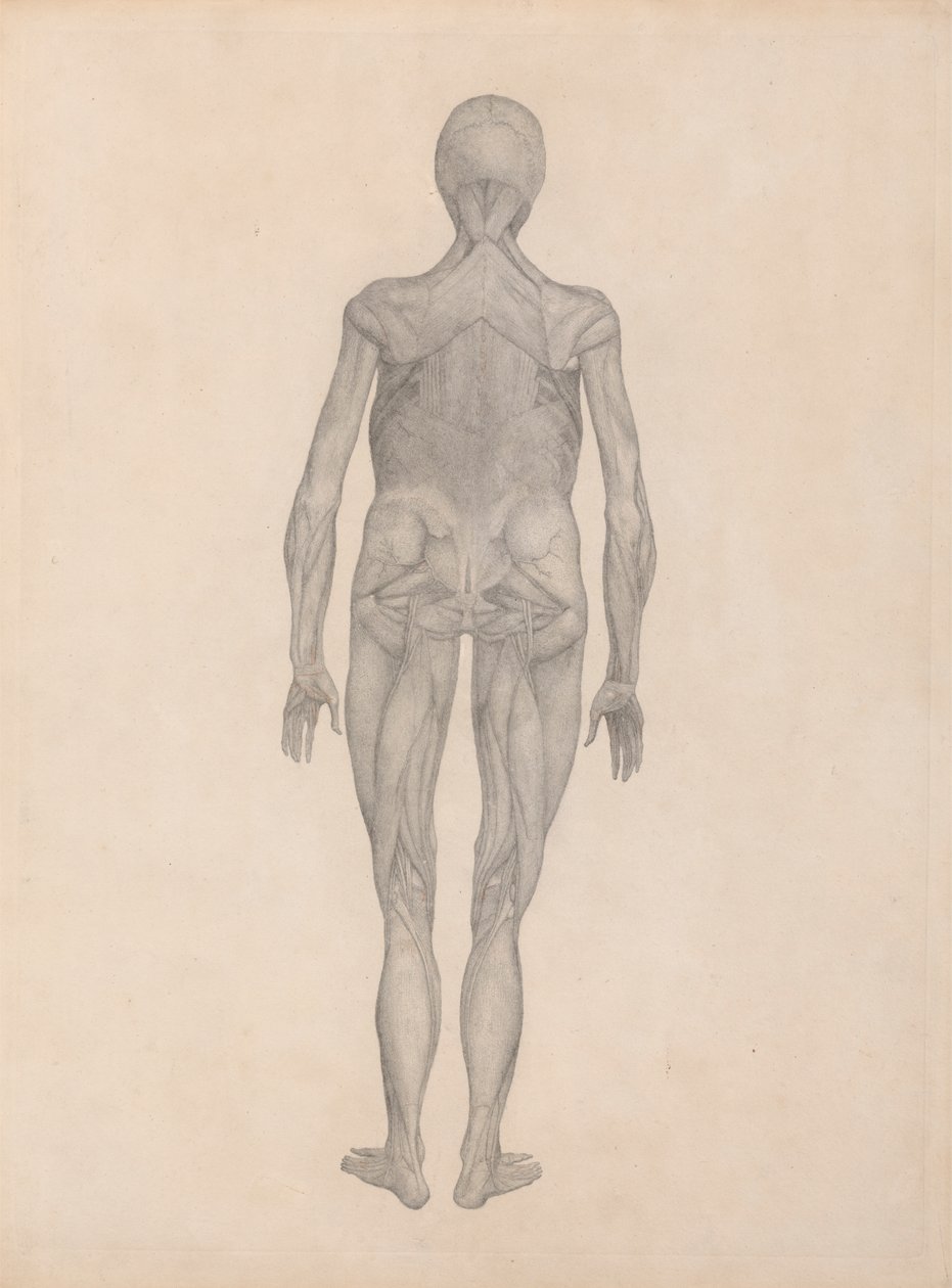 Menneskelig figur, bageste udsigt (færdig undersøgelse for en upubliceret plade) af George Stubbs