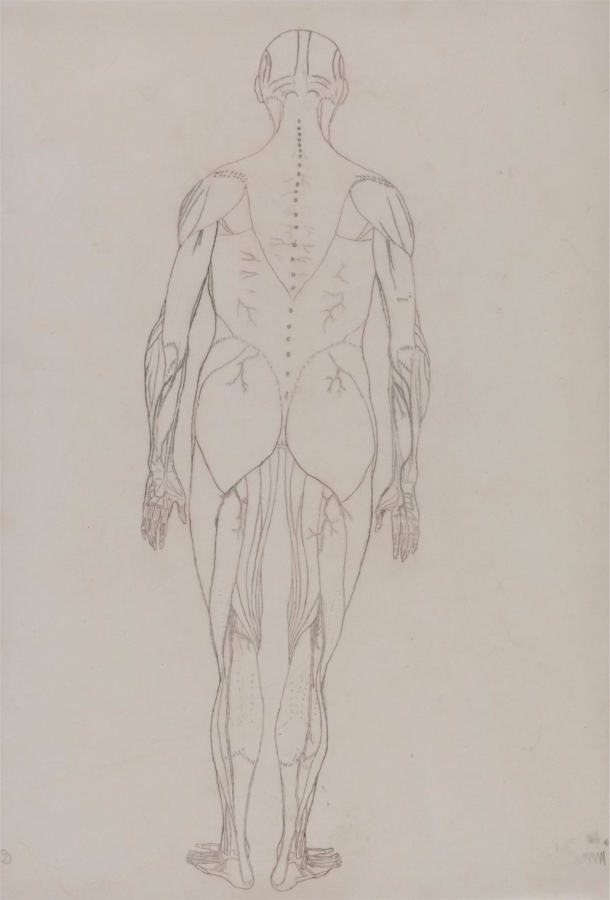 Menneskefigur, bagfra (konturtegning for nøglefigur til tabel XII) af George Stubbs