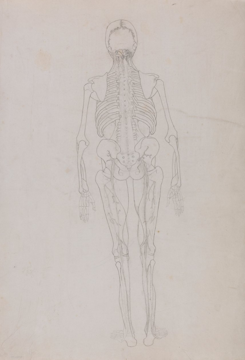 Menneskelig figur, bageste udsigt (oversigtstegning for en nøglefigur, der viser den sidste fase af dissektion) af George Stubbs
