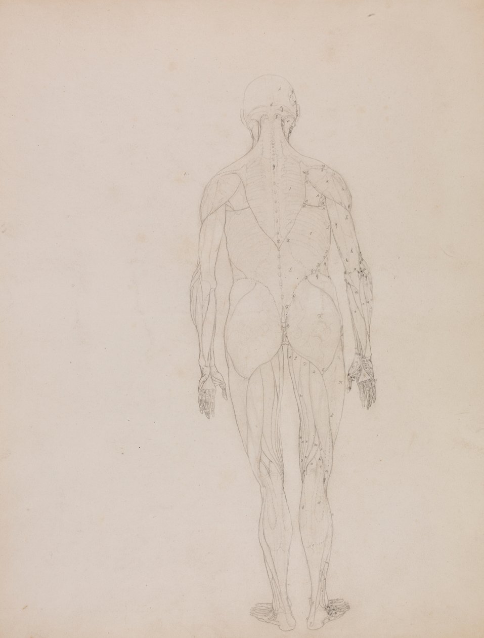 Menneskelig figur, bagfra (konturtegning for nøglefigur til tabel XII) af George Stubbs