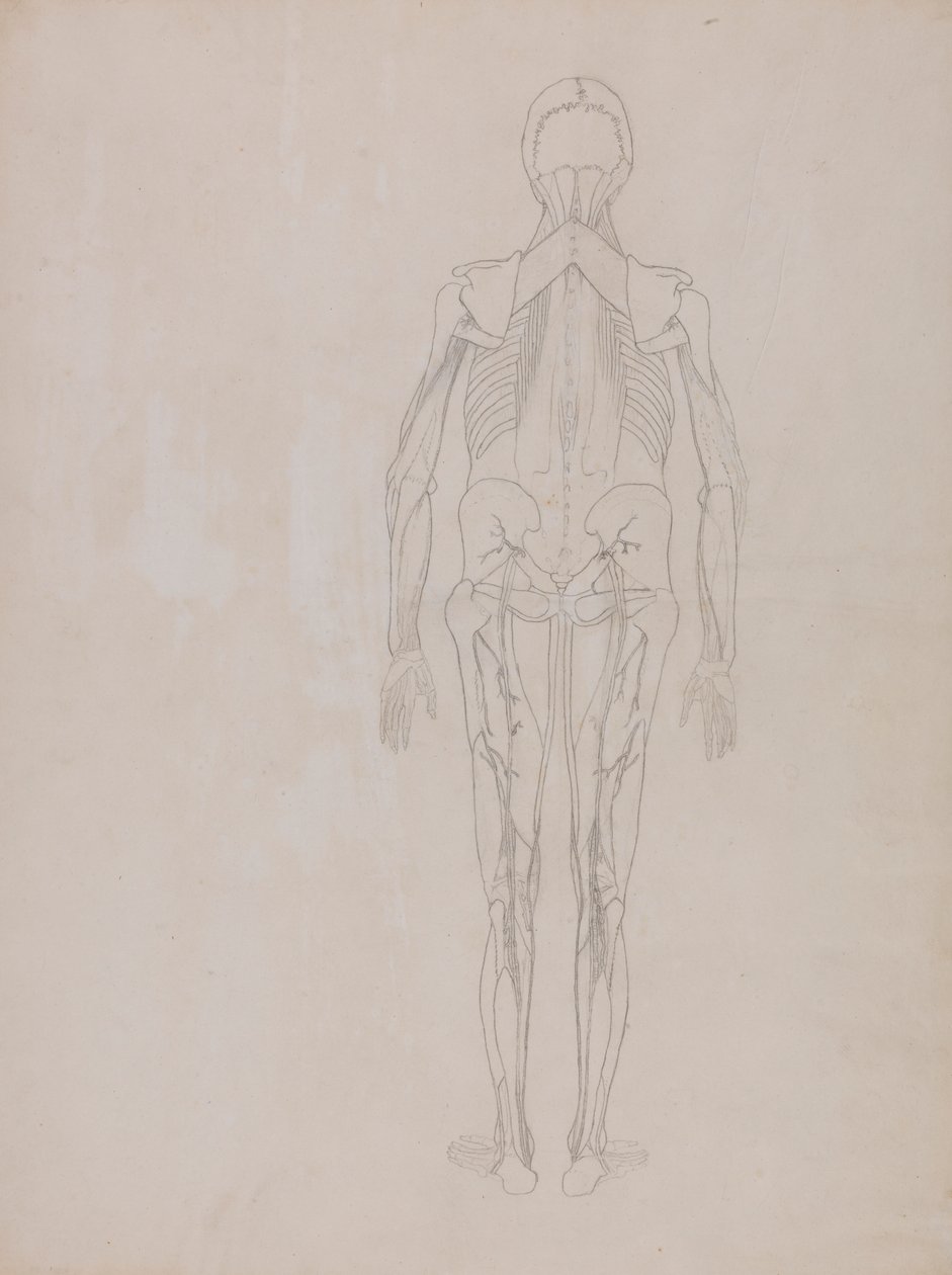 Menneskelig figur, posterior visning (konturtegning for nøglefiguren af en upubliceret plade) af George Stubbs