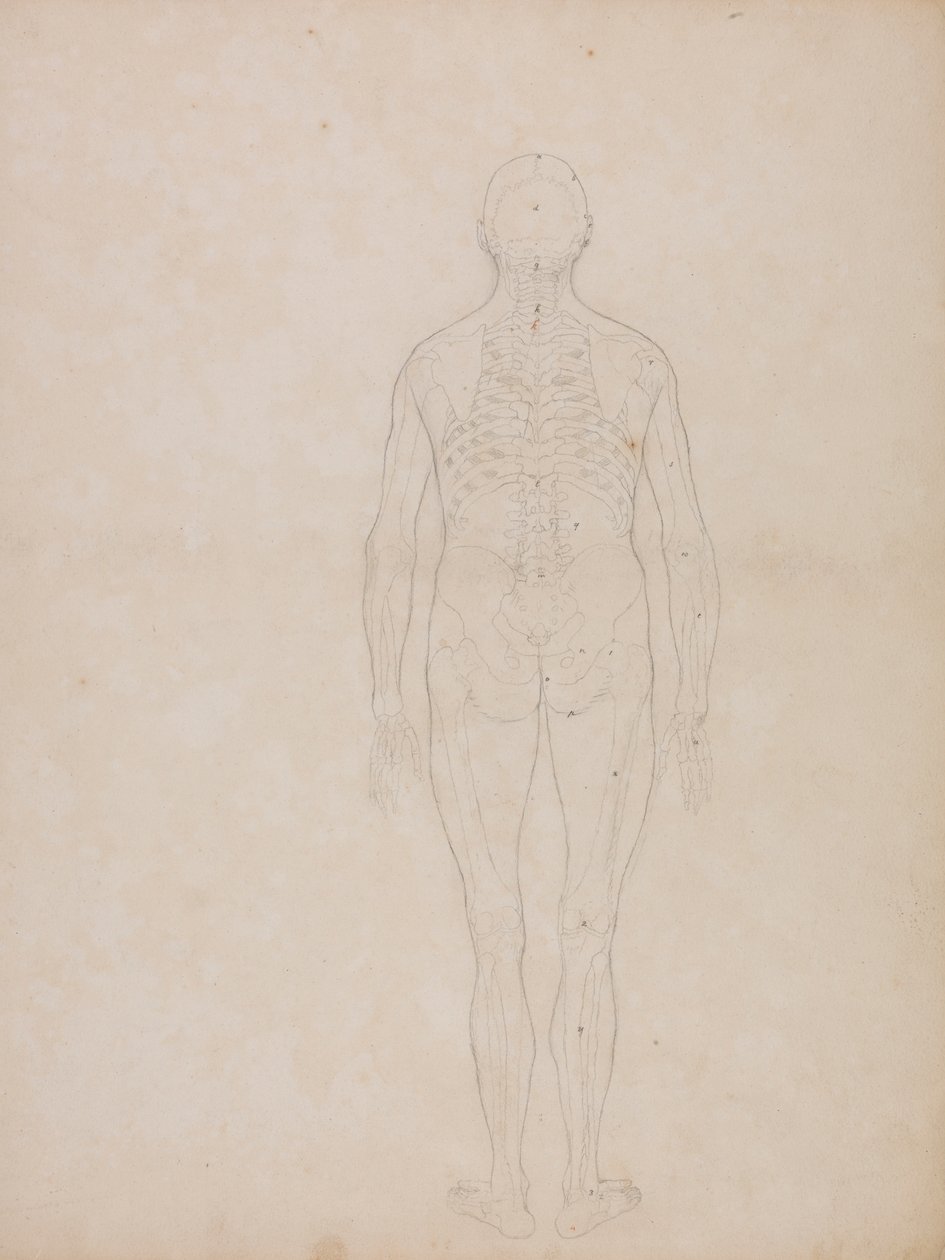 Menneskeskikkelse, bagfra af George Stubbs