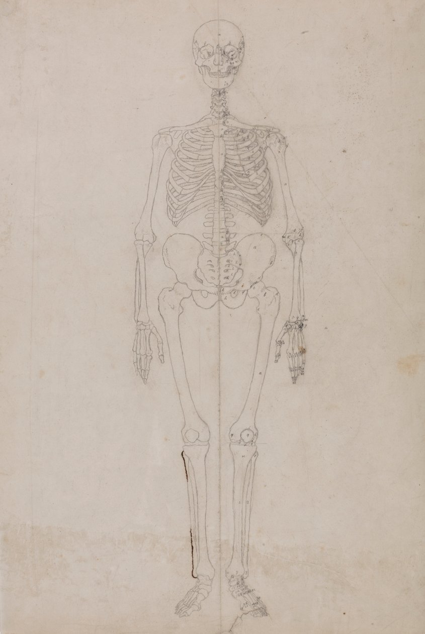 Menneskeligt skelet, set forfra (Afsluttende undersøgelse) af George Stubbs