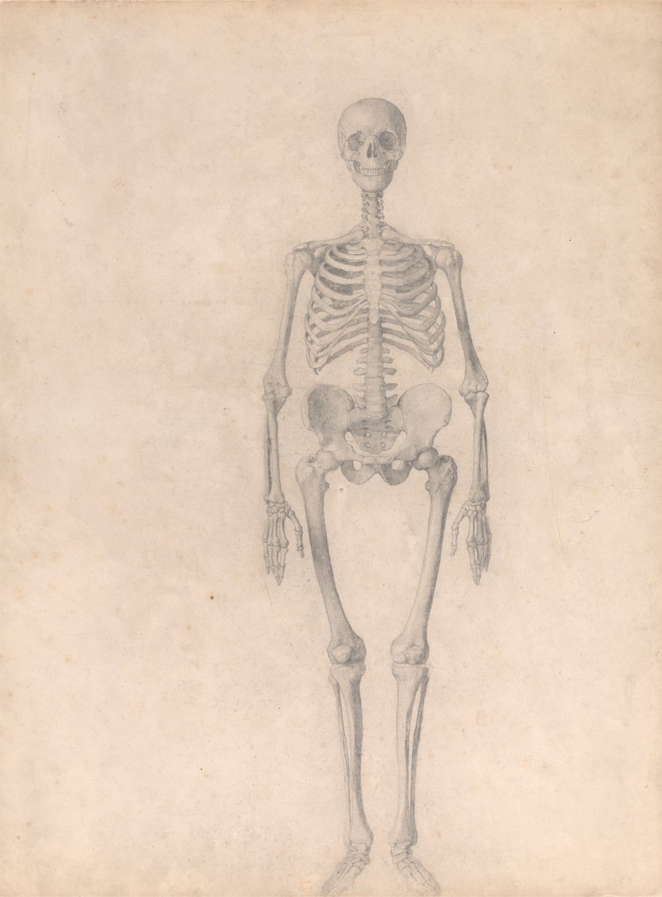 Menneskeligt skelet, set forfra (færdig undersøgelse til tabel I) af George Stubbs