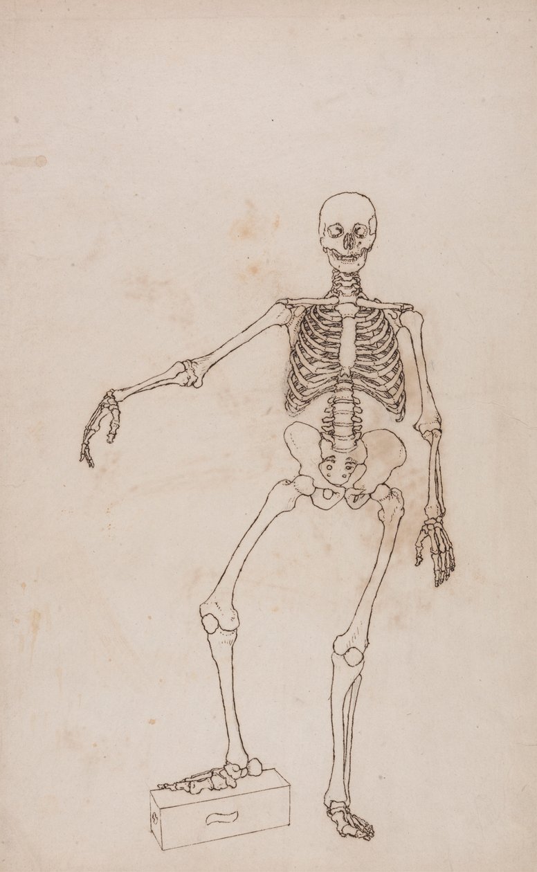 Menneskeskelet, set forfra af George Stubbs