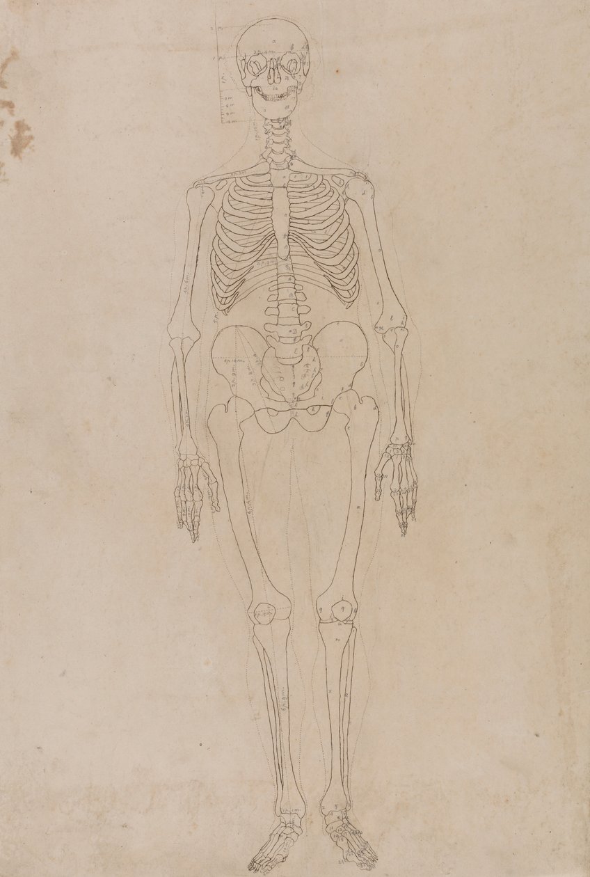 Menneskeskelet, set forfra af George Stubbs