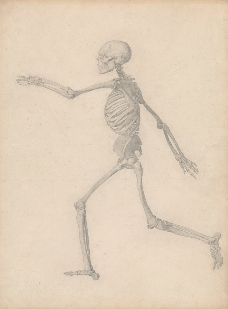 Menneskeligt skelet, sideværts (tæt på den endelige undersøgelse for tabel III, men adskiller sig i detaljer) af George Stubbs