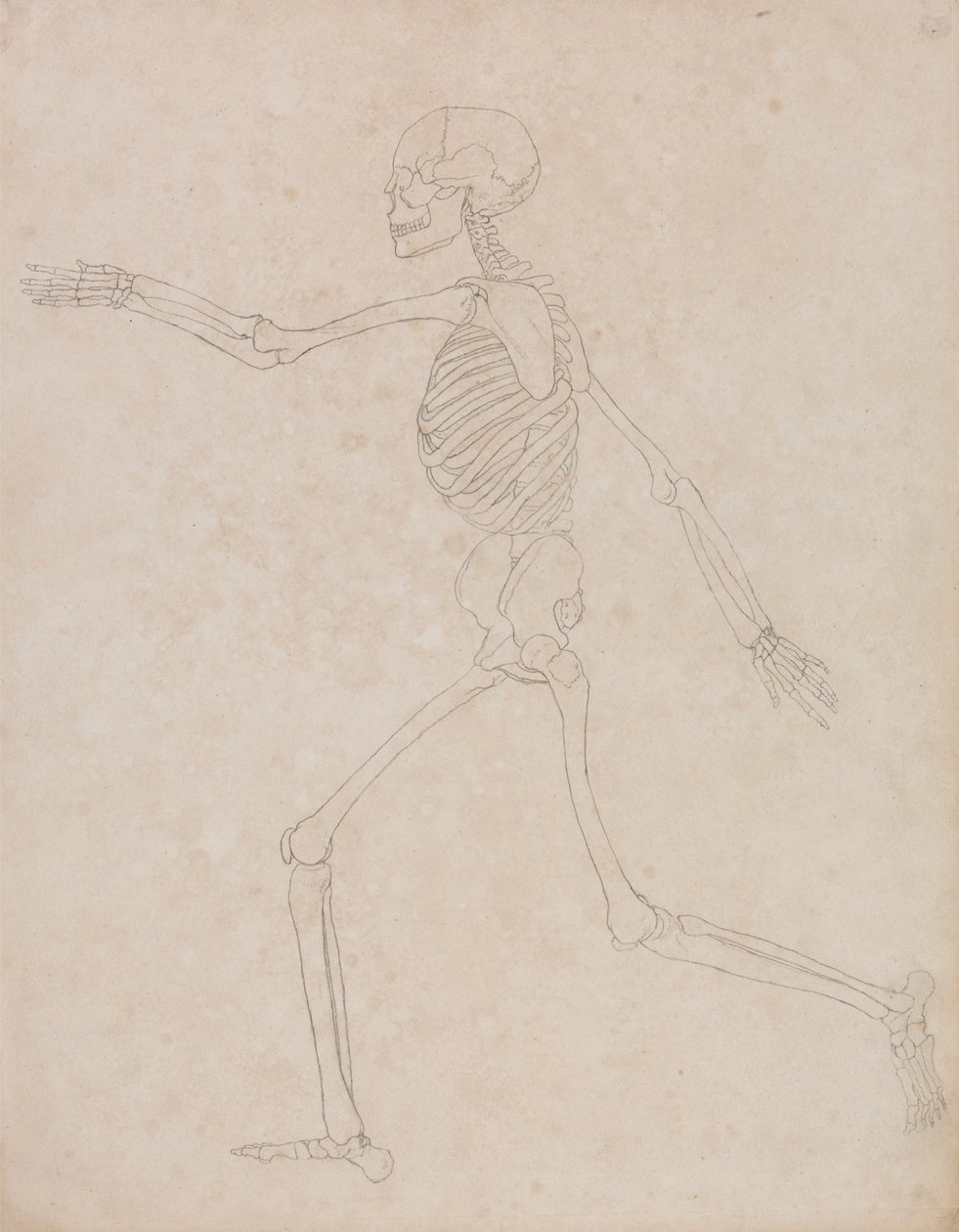 Menneskeligt skelet, sideværts (kan være oprindeligt forberedt til brug som nøglefigur i tabel III, men senere forladt) af George Stubbs