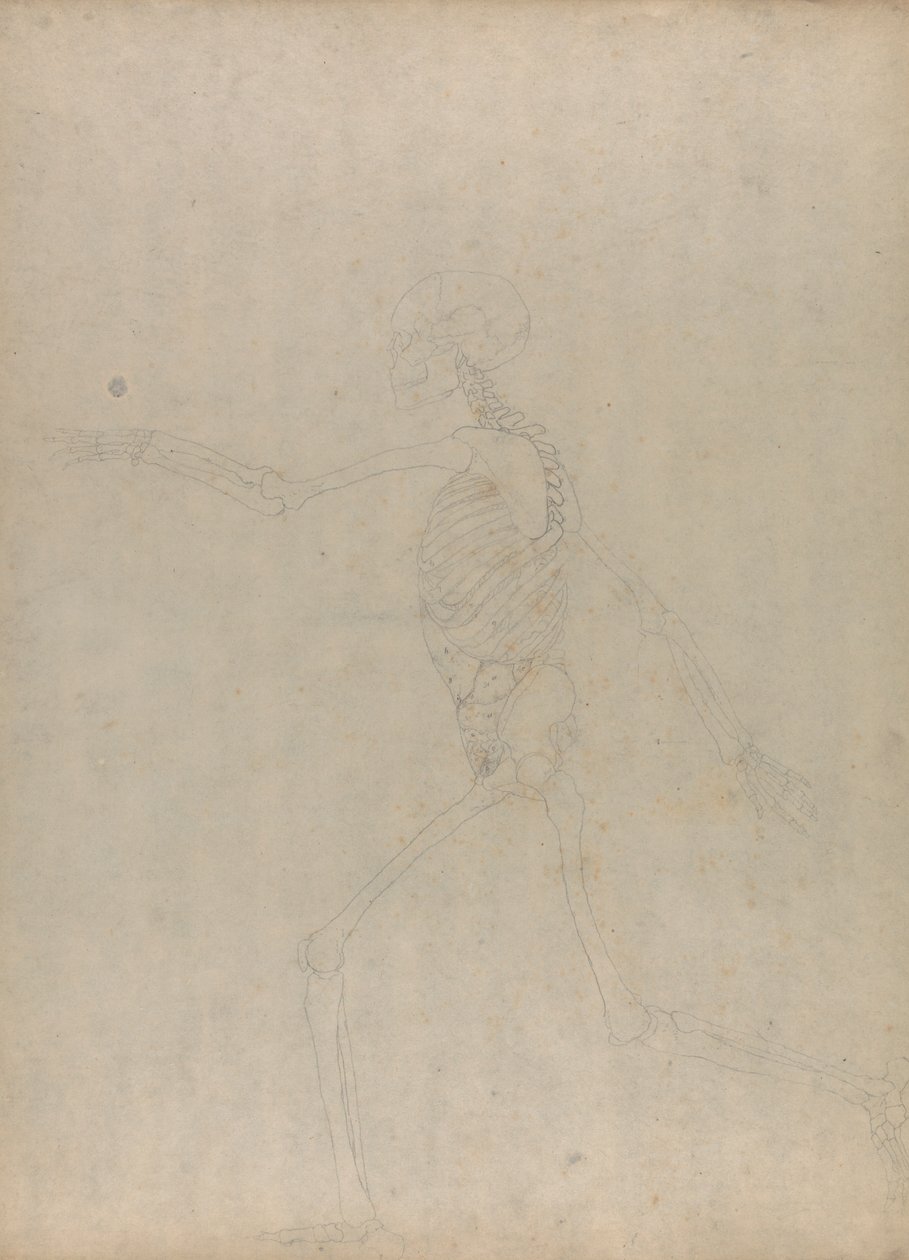Menneskeligt skelet, sideværts (Undersøgelse af en nøglefigur til en upubliceret tabel, der viser de abdominale indvolde) af George Stubbs