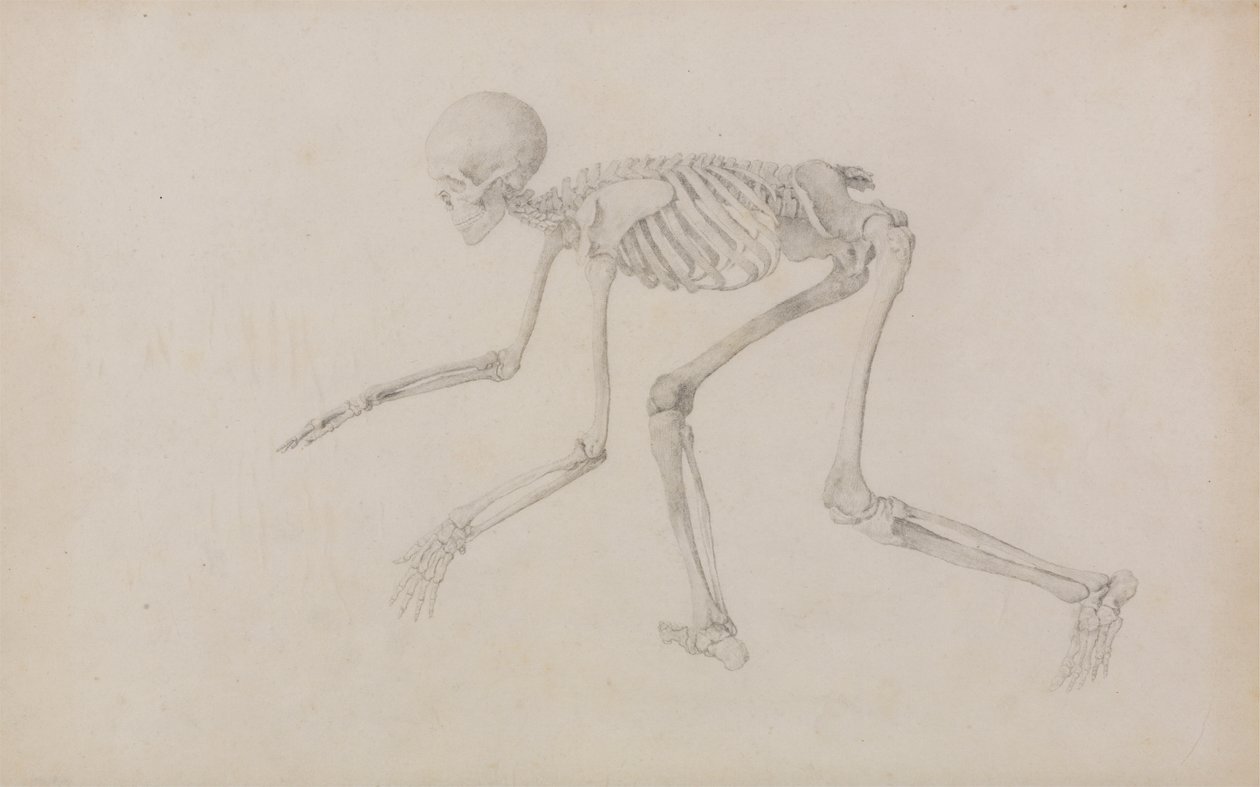 Menneskeligt skelet, sideværts (i kravlestilling; afsluttet undersøgelse for en upubliceret tabel) af George Stubbs