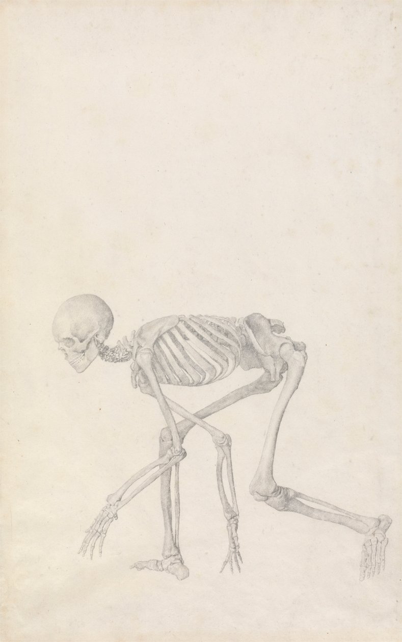 Menneskeligt skelet, sideværts (i sammenkrøbet stilling; afsluttet undersøgelse for en upubliceret tabel) af George Stubbs