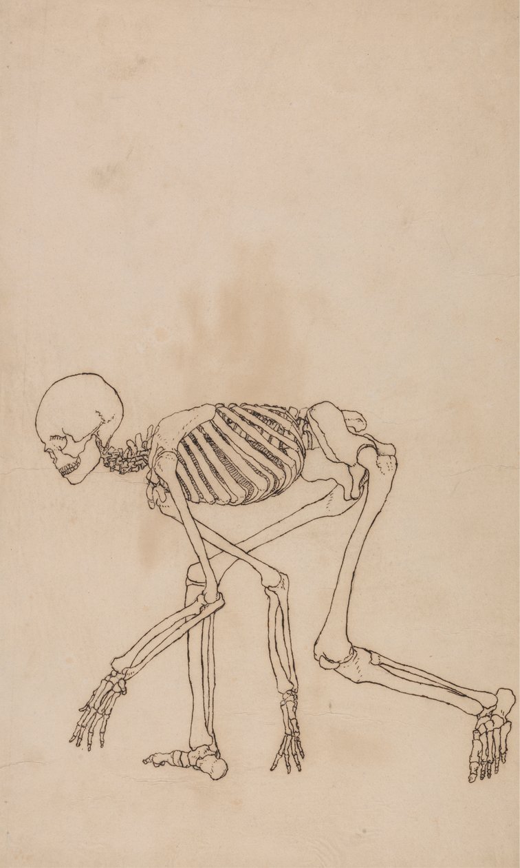 Menneskeligt skelet, set fra siden af George Stubbs