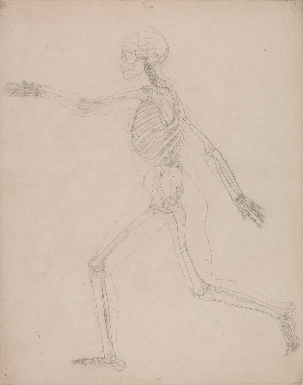Menneskeligt skelet, set fra siden af George Stubbs
