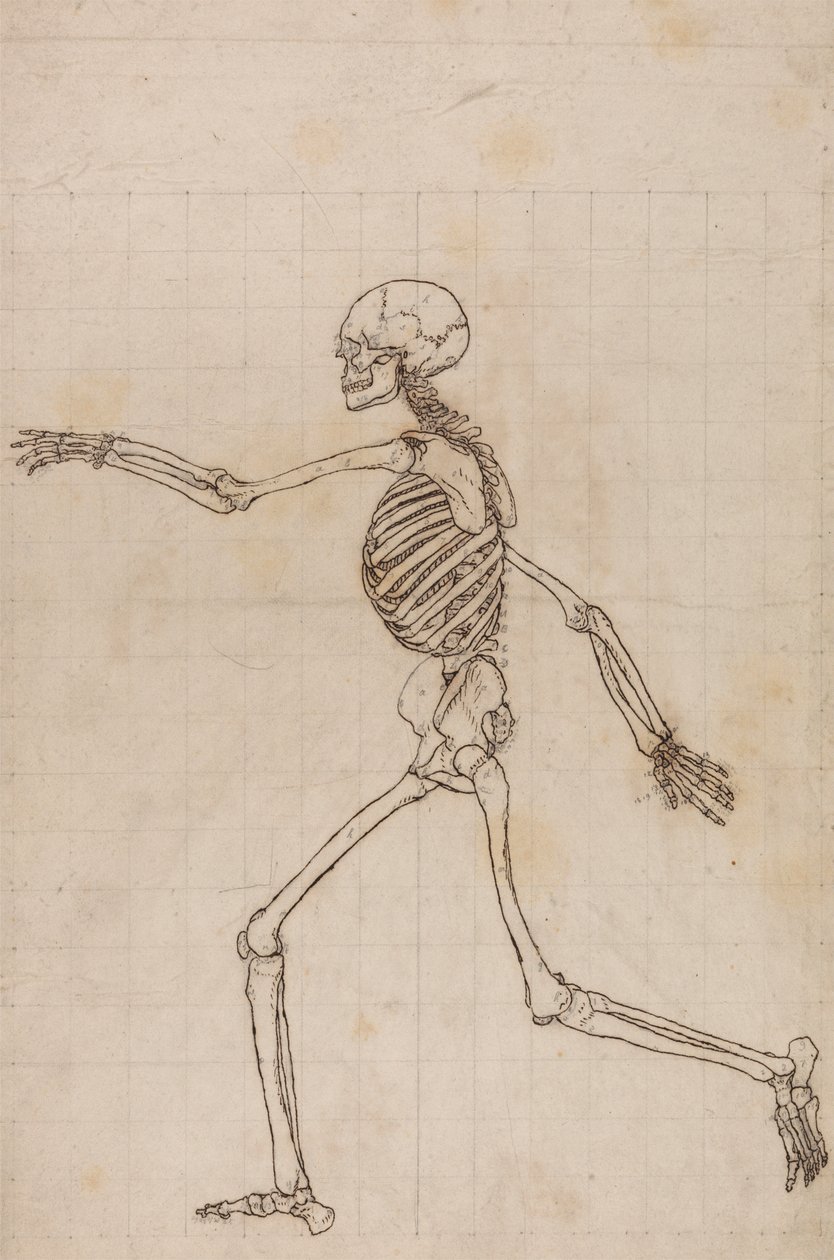 Menneskeligt skelet, set fra siden af George Stubbs