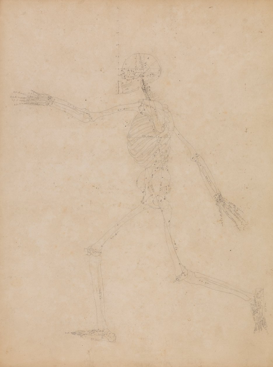 Menneskeligt skelet, set fra siden af George Stubbs
