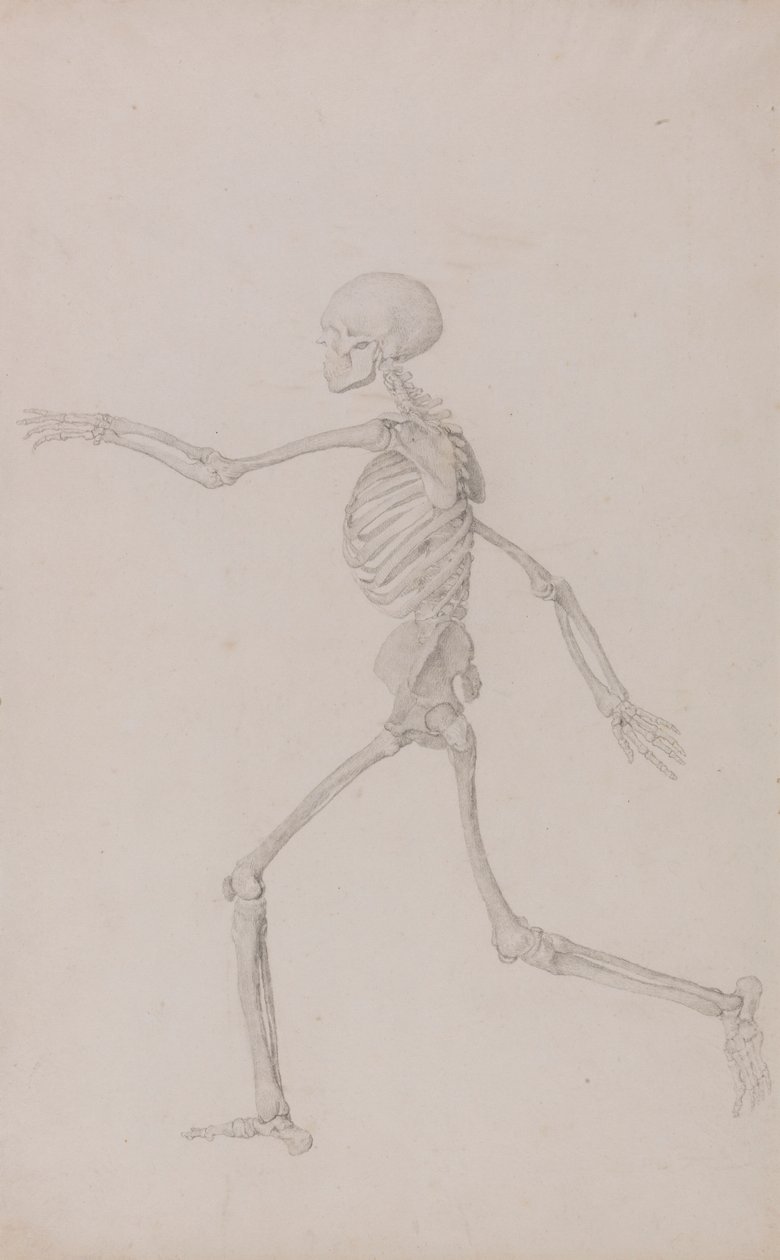 Menneskeligt skelet, set fra siden set fra venstre, løbende (færdig undersøgelse for tabel III) af George Stubbs