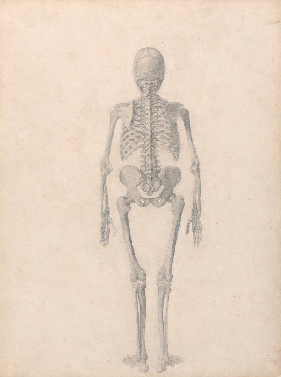 Menneskeligt skelet, set bagfra (færdig undersøgelse til tabel II) af George Stubbs