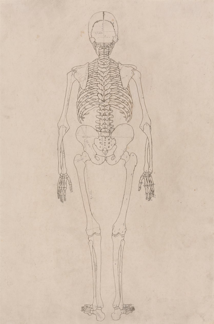 Menneskeligt skelet, posteriort billede (relaterer til tabel II) af George Stubbs