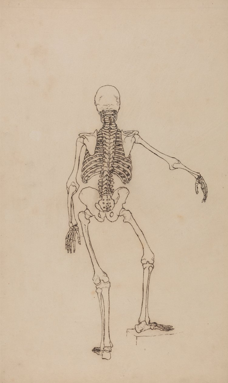 Menneskeskelet, set bagfra af George Stubbs