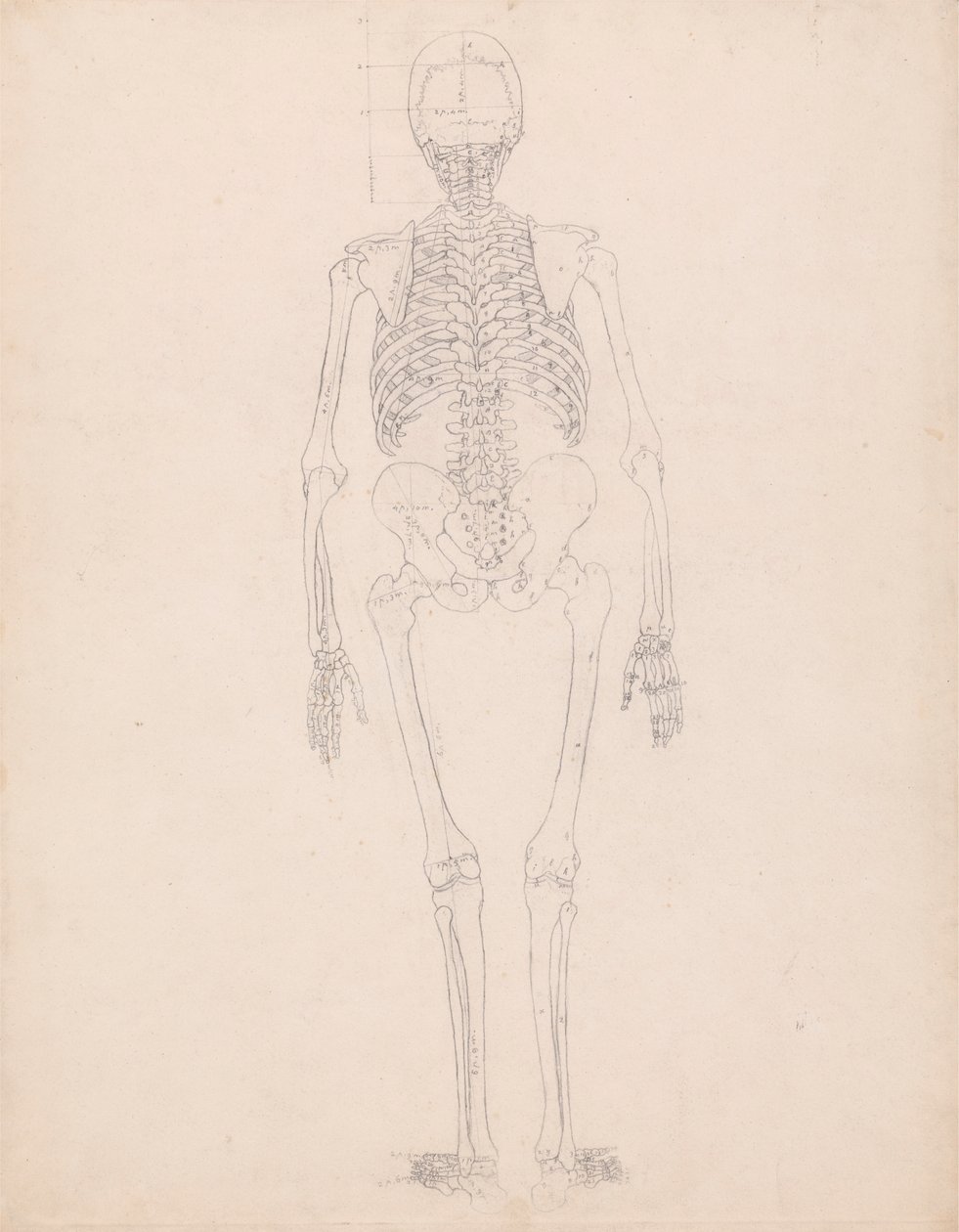 Menneskeskelet, set bagfra af George Stubbs