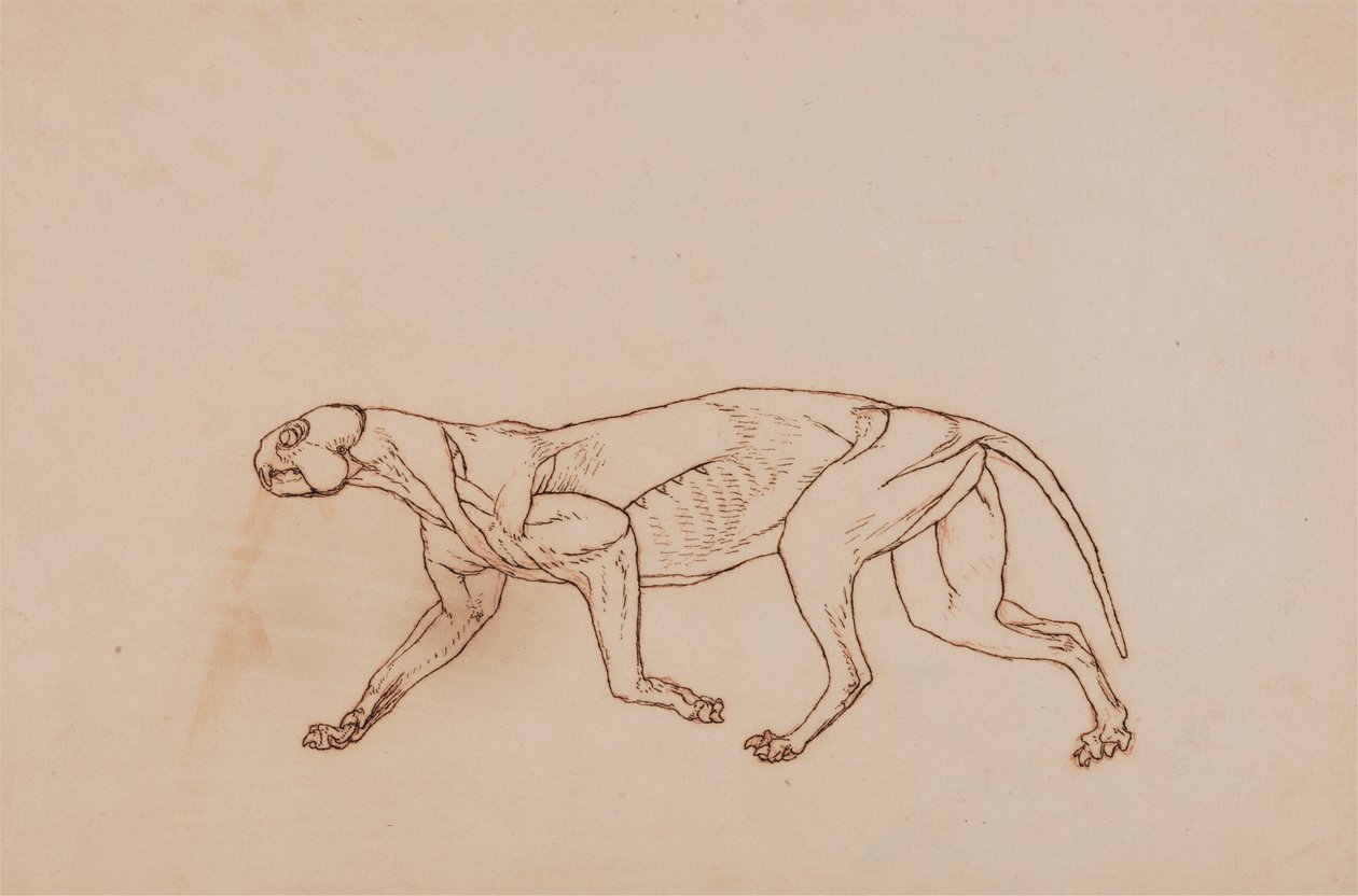 Leopardkrop, sideværts (senere fase i dissektion, overfladisk bindevæv og ører fjernet) af George Stubbs