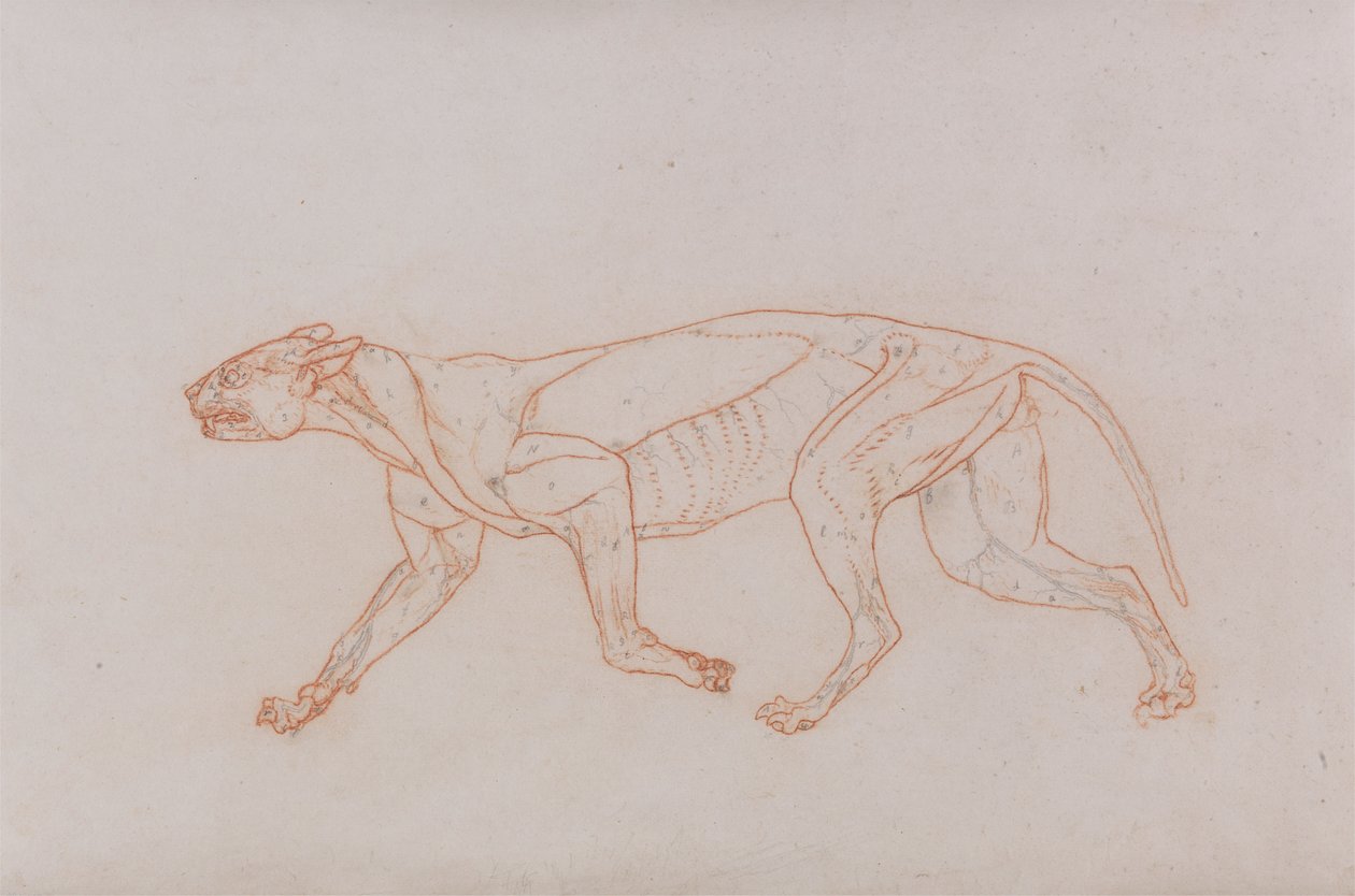 Leopardkrop, lateral visning af George Stubbs