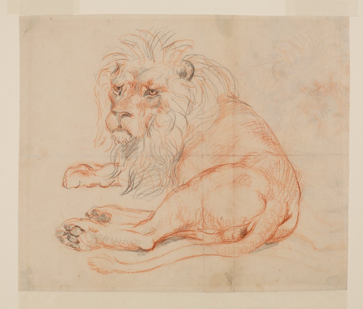 Løve hvilende, recto, 18. eller 19. århundrede af George Stubbs