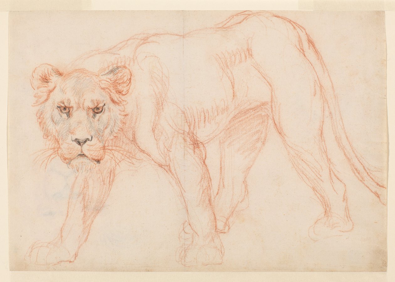 Lioness prowling, recto, 18. eller 19. århundrede af George Stubbs