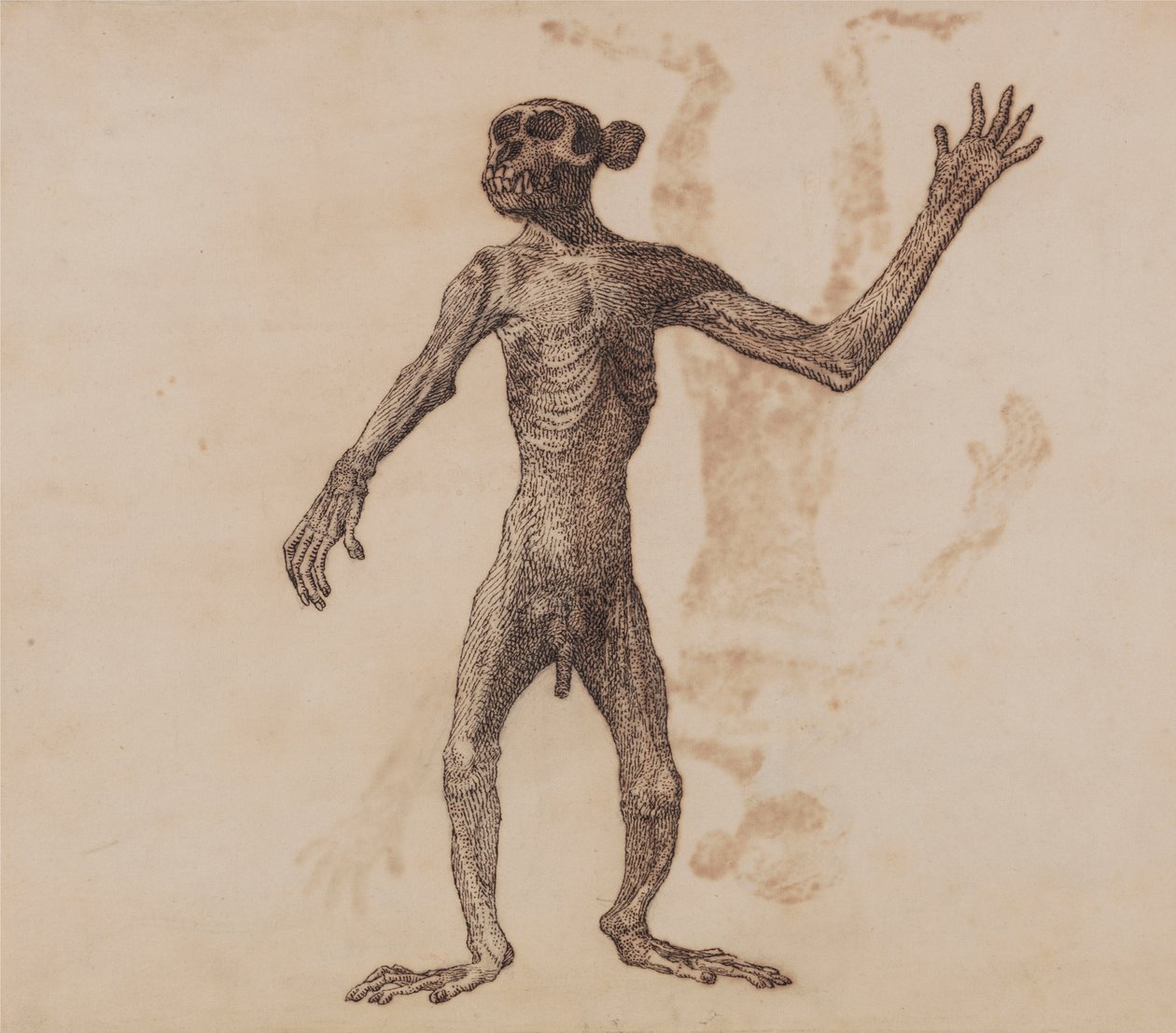 Abe stående, set forfra af George Stubbs