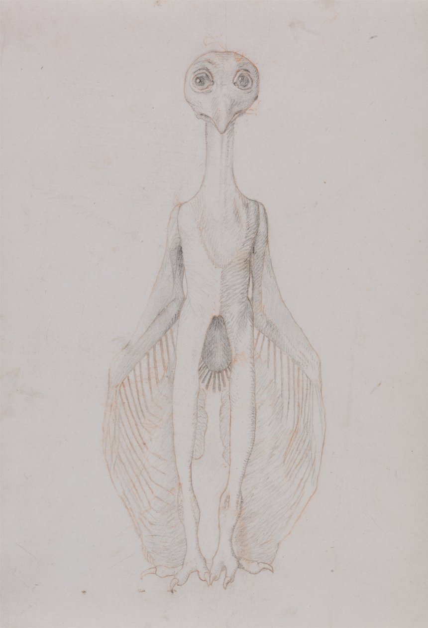 Ugle stående, forfra af George Stubbs