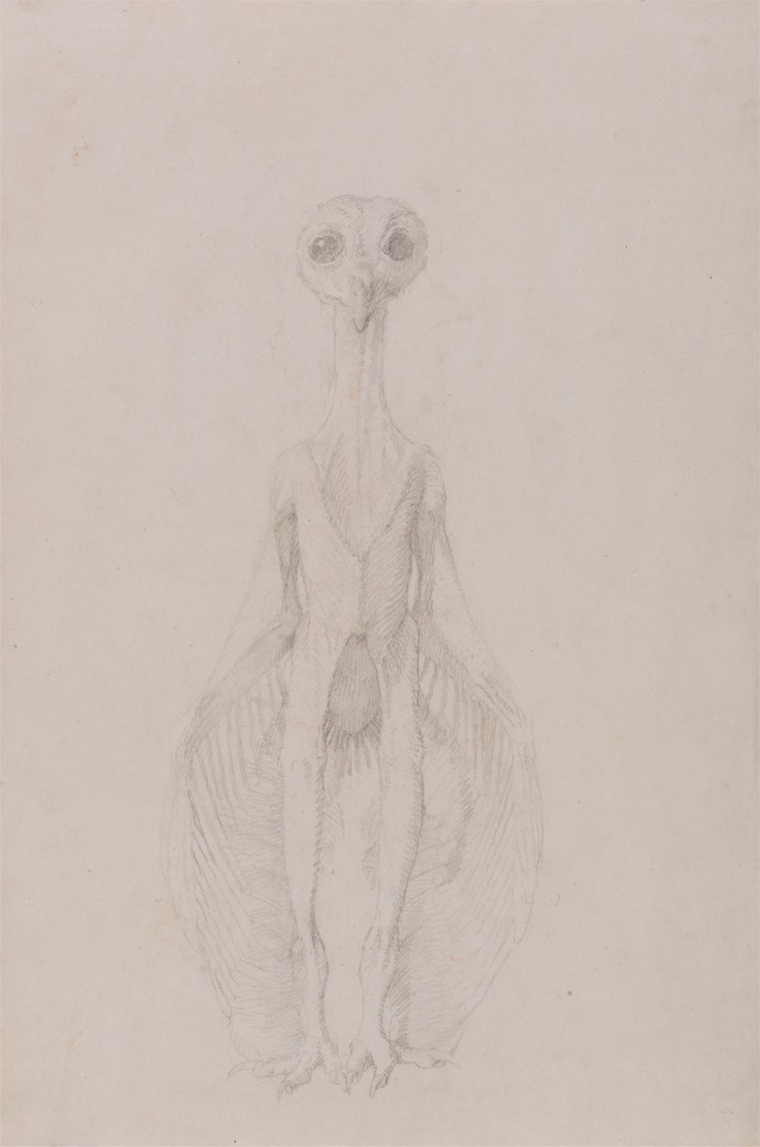 Ugle stående, forfra af George Stubbs