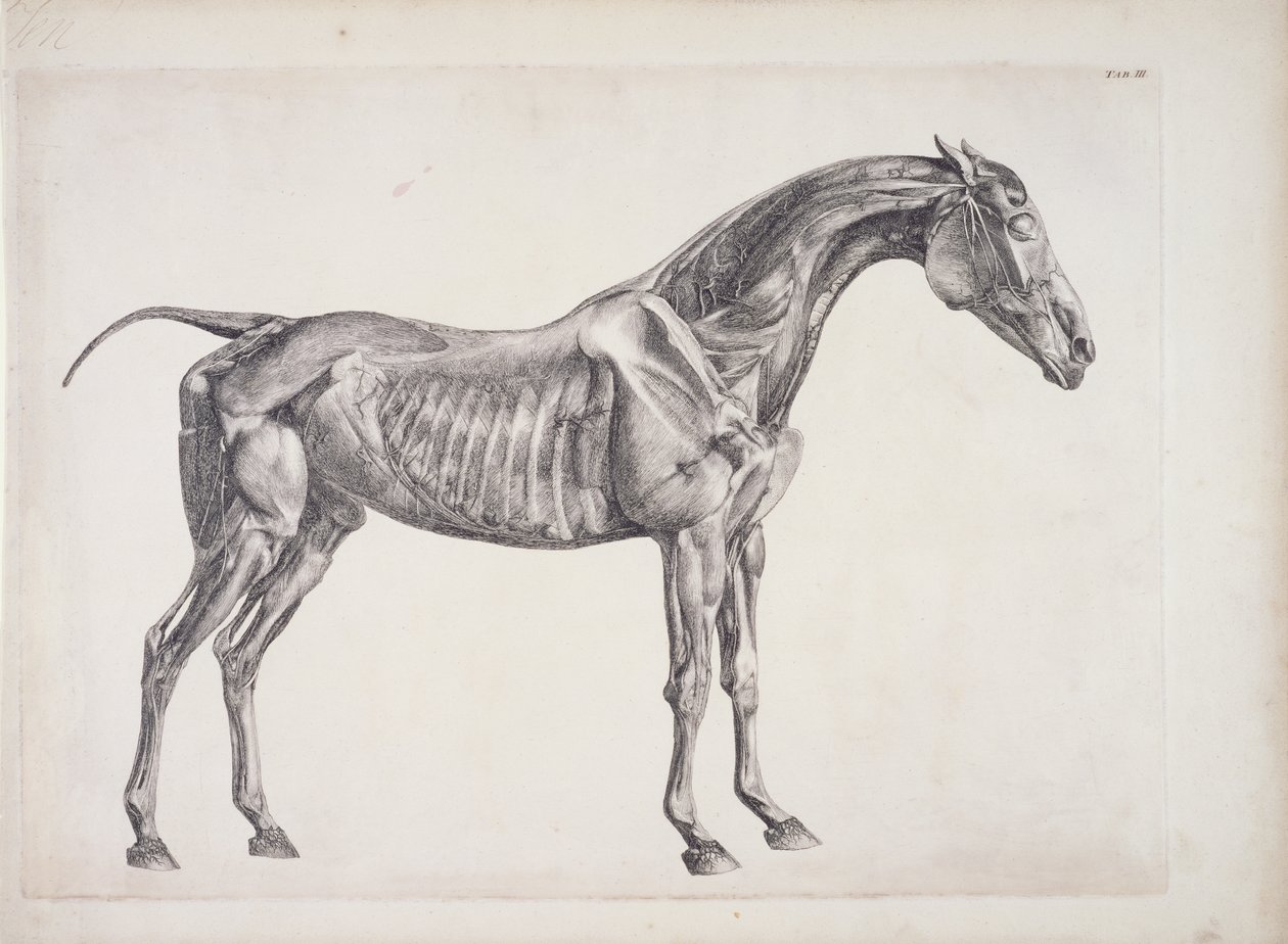 Tavle fra The Anatomy of the Horse, c.1766 af George Stubbs