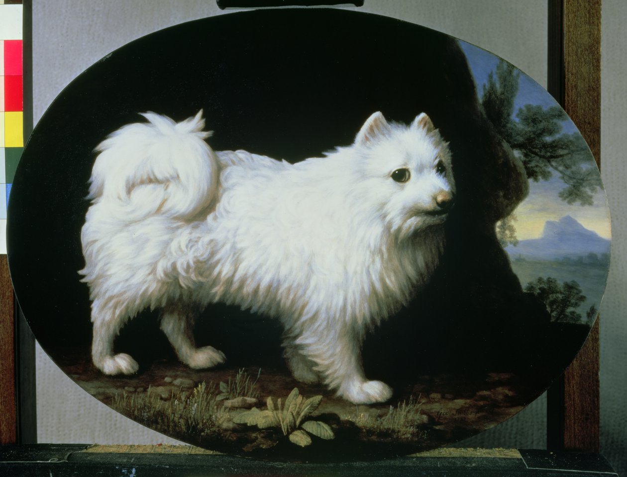 Portræt af fru Frenchs hvide skødehund, 1782 af George Stubbs